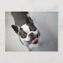 Search for this image postcards Puppies