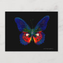 Search for backdrops postcards Butterfly