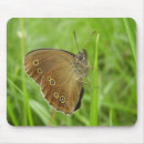 Search for ringlet Butterfly