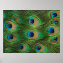 Search for peafowl Birds