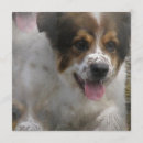 Search for vet invitations Pet