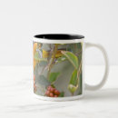 Search for baltimore oriole mugs Wildlife