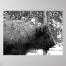 Search for buffaloes posters Yellowstone