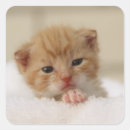 Search for precious stickers Baby