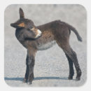 Search for burros stickers Mule