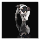 Search for black chihuahua posters Cute