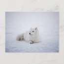 Search for arctic fox postcards White