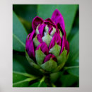 Search for fuchsia flower posters Nature