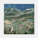Search for terraces home living Rice terrace