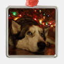 Search for pup christmas tree decorations Winter