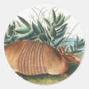 Search for cute armadillo stickers Wildlife