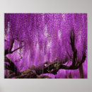 Search for wisteria flowers posters Lavender