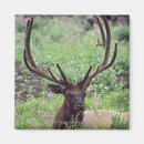 Search for antlers magnets Nature