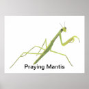 Search for praying mantis posters Insect