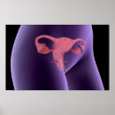 Search for female reproduction posters Biomedical illustrations