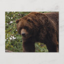 Search for daddy bear postcards Kids