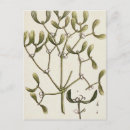 Search for herbal postcards Plant