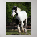 Search for gypsy vanner art Bob langrish