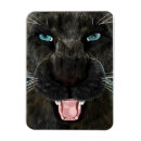 Search for panther magnets Black