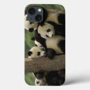 Search for panda cases Fauna
