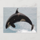 Search for orca the whale postcards Washington