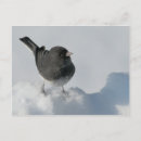Search for snow birds postcards Dark eyed junco