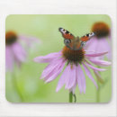 Search for peacock butterfly mousepads Nature
