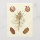 Search for shell vertical postcards Beach