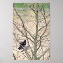 Search for blackbirds art Wildlife