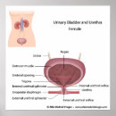 Search for urethra Anatomy