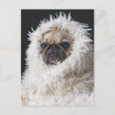 Search for pug puppies postcards Animal