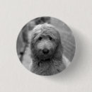 Search for goldendoodle badges Cute
