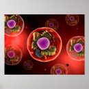 Search for animal cell posters Biology