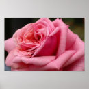 Search for pretty pink roses posters Flower