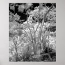 Search for infra red Black