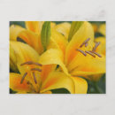 Search for lillie postcards Beauty