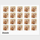 Search for white goat stickers Animal
