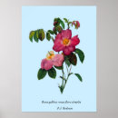 Search for redouté posters Roses