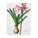 Search for amaryllis magnets Botanical