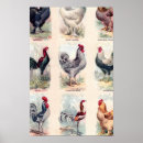 Search for chicken breeds posters Poultry