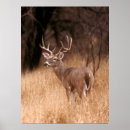 Search for danita delimont posters Wildlife