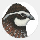 Search for quails stickers Poultry