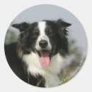 Search for headshot stickers Canine photographer