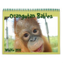 Search for orangutan calendars Borneo