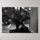 Search for bonsai posters China