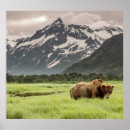 Search for wild bear posters Wildlife