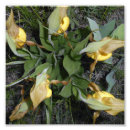 Search for 6x6 posters Nature