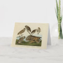Search for owl bird cards Picture