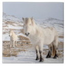 Search for iceland tiles Pony