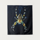 Search for araneus Arachnid
